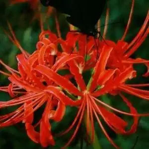 地狱使者曼珠沙华头像