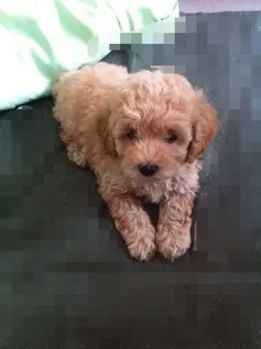 1100入手三个月香槟色小泰迪,没有断尾.大家看看怎么样