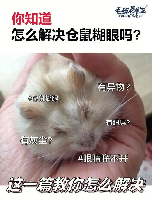 仓鼠眼睛睁不开一篇教你解决77清理办法