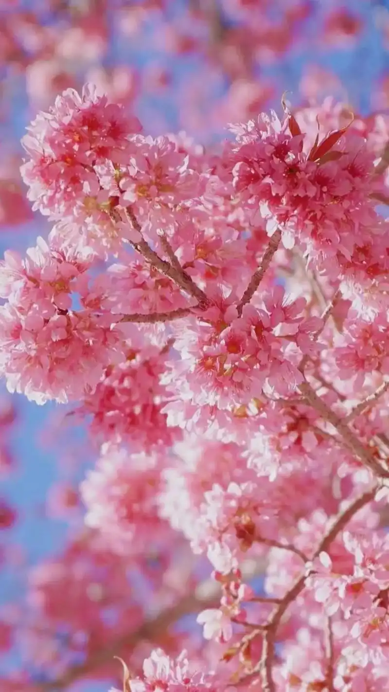 抖音图文来了 #闪闪壁纸 #好看的花 #美图分享  - 抖音