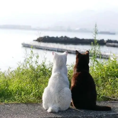 黑白猫咪互相依偎请把般配打在公屏上