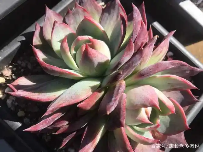 惊鸿一瞥自难忘——多肉惊鸿仙子,只听名字就很美,你养过没有?