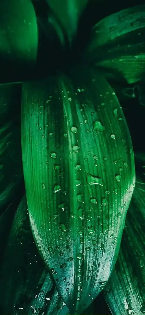 壁纸推荐绿色护眼绿意盎然清新唯美高清无水印