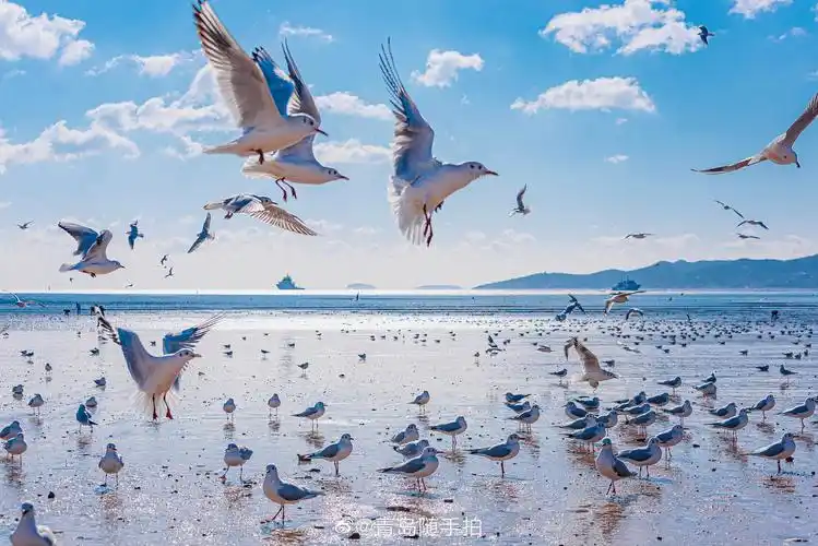 青岛栈桥,蓝天白云,温柔的大海,海鸥自由飞舞,游人沉醉其中
