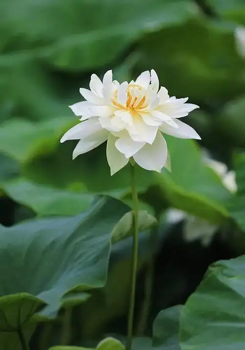 七宝池中菡萏馨一一东林千年莲香醉人