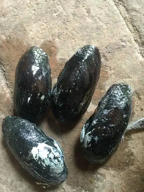 谁能告诉我这种贝壳的名字叫什么?