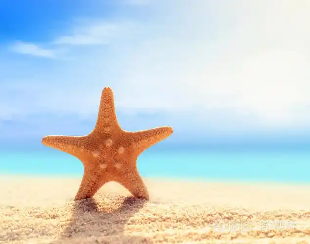 在沙滩上的海星