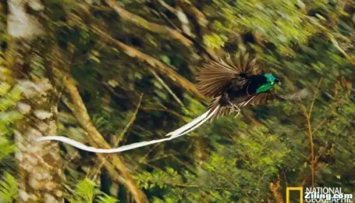 绶带长尾风鸟.新几内亚岛上的精灵
