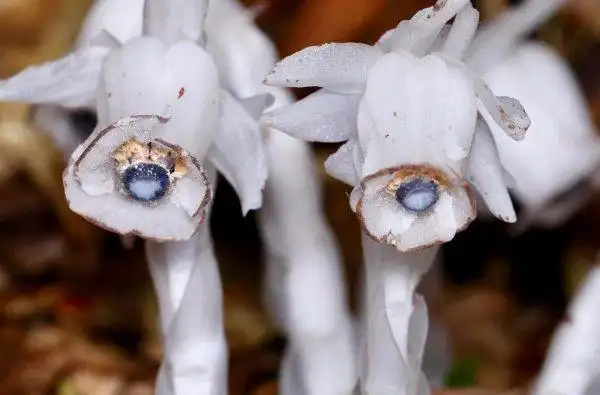 世界上最神秘诡异的花,恶魔之手排第一位(2)