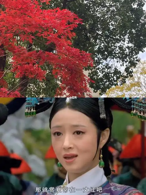 华妃娘娘,今年的枫叶够红了,就不用再赐一丈红了吧#华妃娘娘  #枫叶