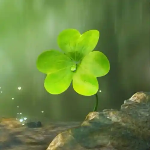 幸运草不是四叶草21意外的来信