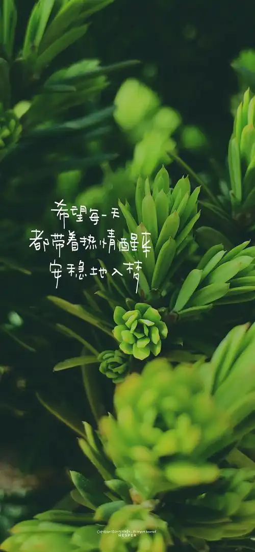 绿色系壁纸丨护眼清新绿来辽