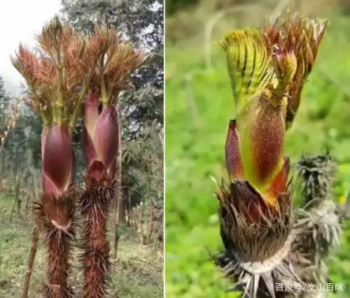 文山百味:这种"刺头"野菜,鸟见到都绕道走,却价比肉贵还出口
