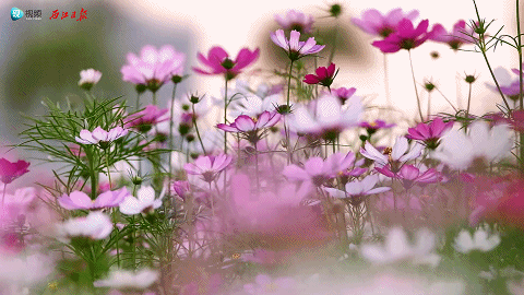 480_270gif 动态图 动图