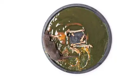 一只老鼠在白色背景上的胶水陷阱照片