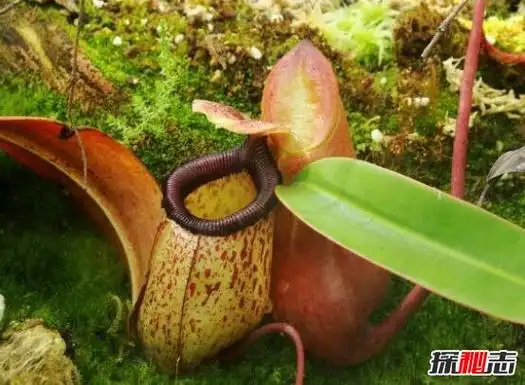 世界上最大的食人花,大王花(吃人图片触目惊心)