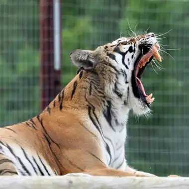 猛虎霸气头像图片真的老虎有点吓人的