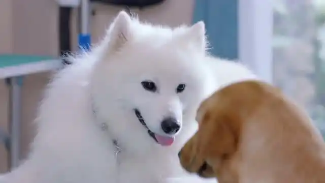 《神犬小七第三季》小七总算惦记起小雪,而小小七却被吐槽