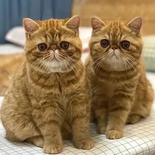 喜欢红虎斑加菲的姨姨们在哪里02#宠物  #加菲猫  #异国短毛猫  #我