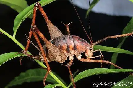 朋友你好 这个是 斑灶马 也叫 灶螽 和蟋蟀长的很像,区别就是它没有
