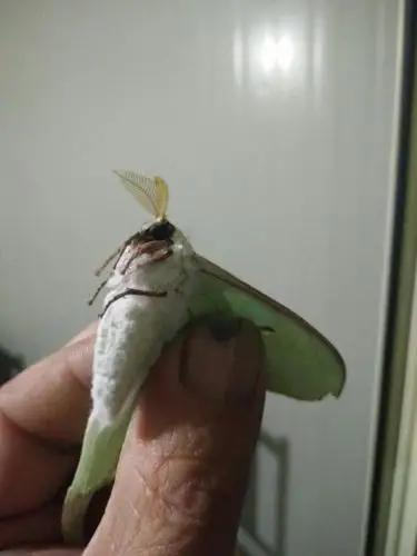 这是绿尾大蚕蛾,是鳞翅目大蚕蛾科的一种中大型蛾类,是长尾水青蛾的