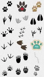 动物的脚印简笔画动物的脚印简笔画怎么画