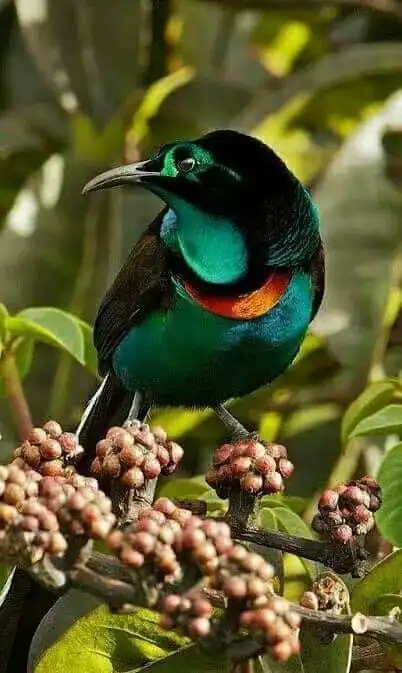 物种图册光彩长尾风鸟