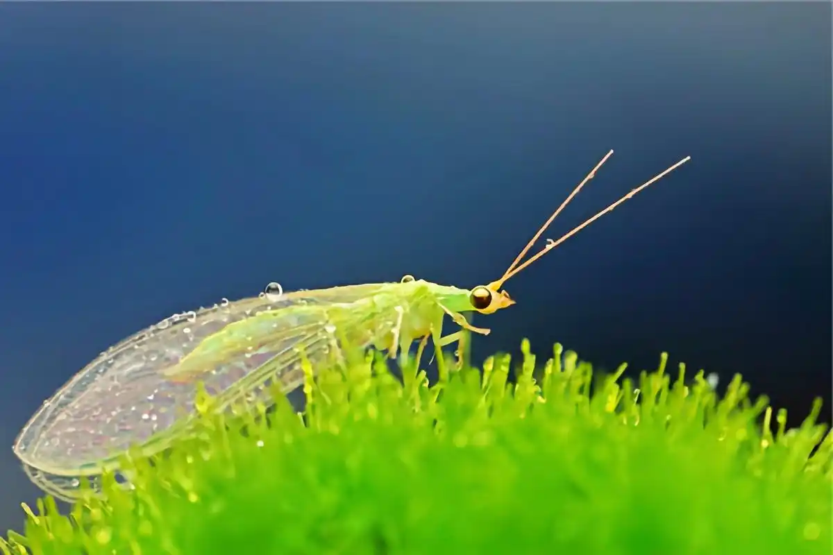 每天认识一种昆虫——大草蛉 大草蛉成虫长约1.4厘米,翅展约3.