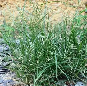 新鲜牛筋草野生现采牛顿草千斤草千千踏忝仔草夏天草药凉茶蟋蟀草