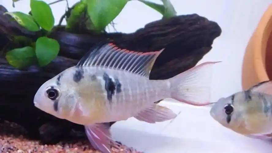 玻利维亚凤凰公母怎么看 - 黑龙江鱼友俱乐部 - cta南美水族