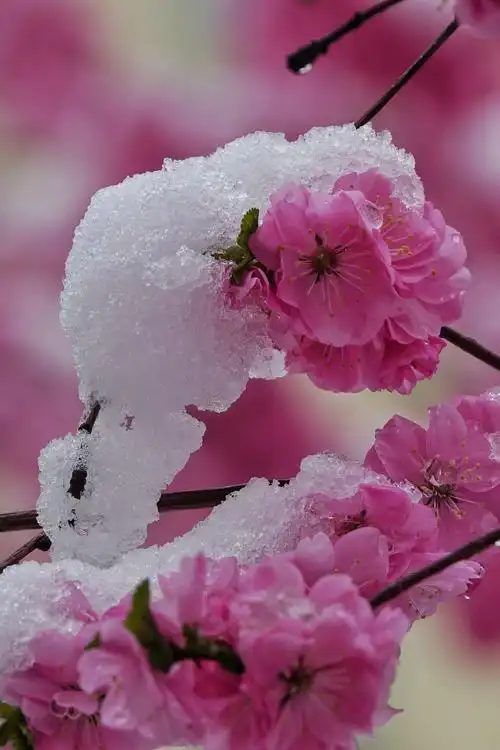 梅花欢喜漫天雪