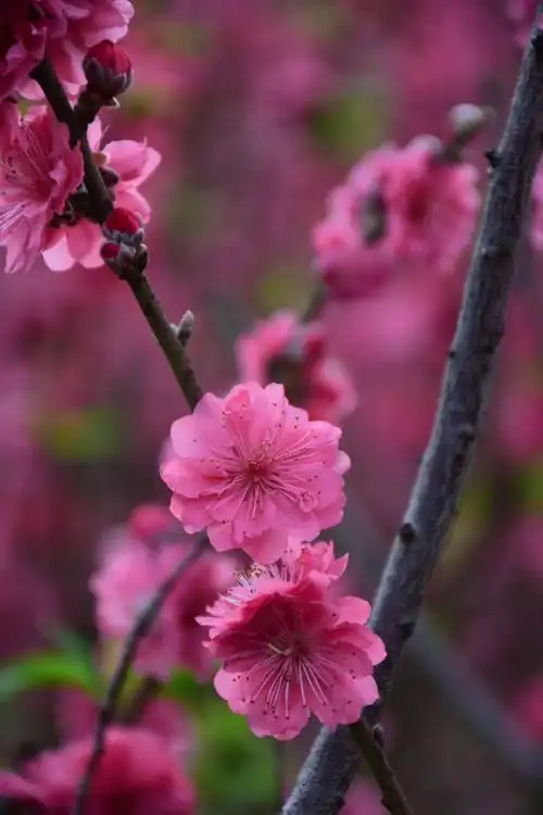 相约在哪桃花盛开的地方