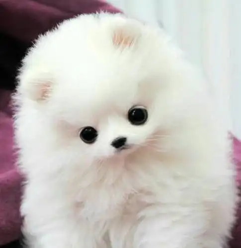 可爱狗狗图片分享盘点最可爱狗狗排行榜