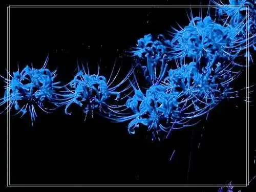 血一样的曼珠沙华雪一样的曼陀罗华海水般的蓝色彼岸花太阳般耀眼的