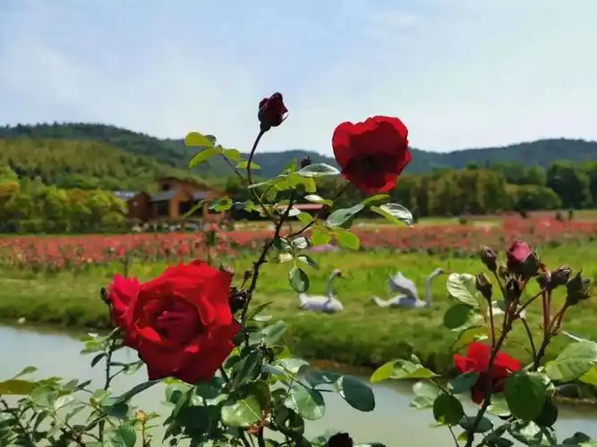 绝美荆州这个地方有一片玫瑰花海你想目睹鲜花盛开的美景吗
