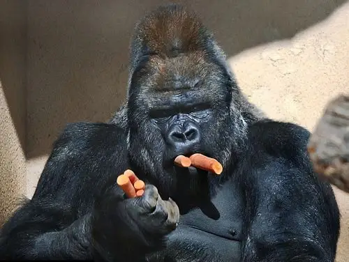 强壮的银背大猩猩与老虎狭路相逢结局会怎样