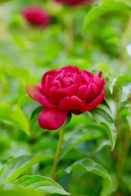 牡丹花很漂亮!雍容华贵!拍摄定格美丽!(相机拍摄) - 美篇