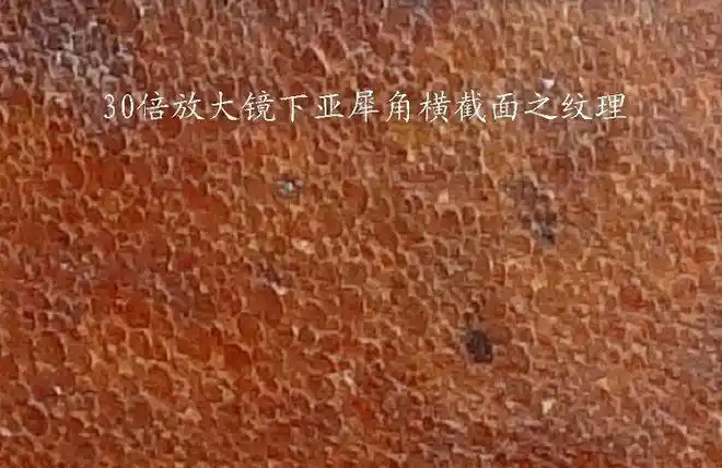 犀角杯真假怎么鉴定