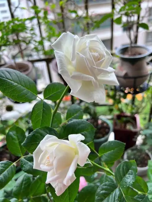 最爱的白色月季花