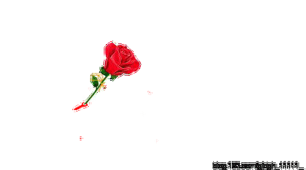 情人节我送你最美的玫瑰花