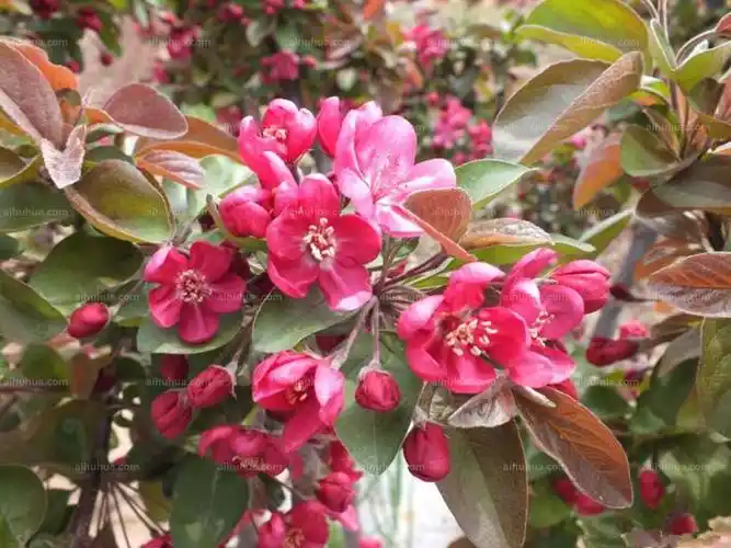 白兰地海棠图片