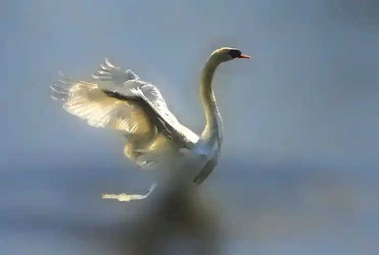 [顶] 飞高冠军-天鹅