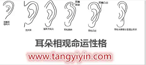 耳朵相观命运性格,谢霆锋耳相分析,周柏豪耳相分析,什么是鸡嘴耳?