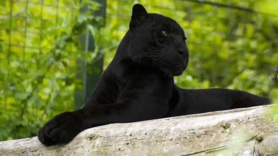 壁纸 黑豹,休息,看,动物园