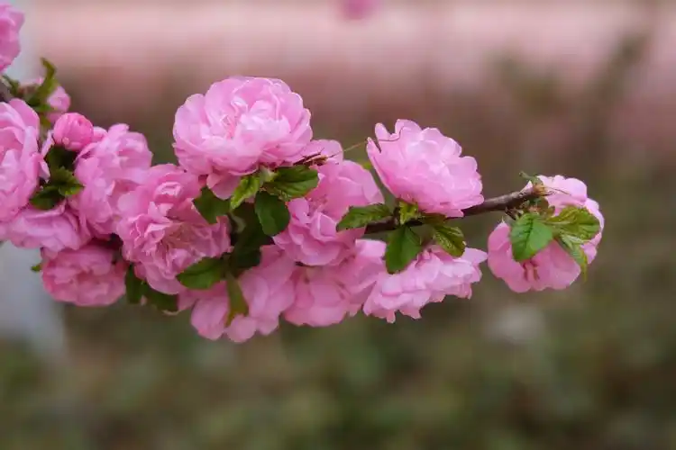 春天如期来,花开更鲜艳(三)