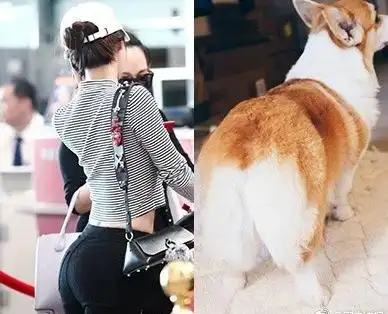 李菲儿和柯基臀有什么关系?这是个什么梗?