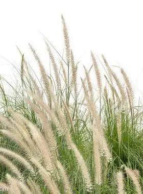 白茅根干品500g粉甜草根白毛根干货