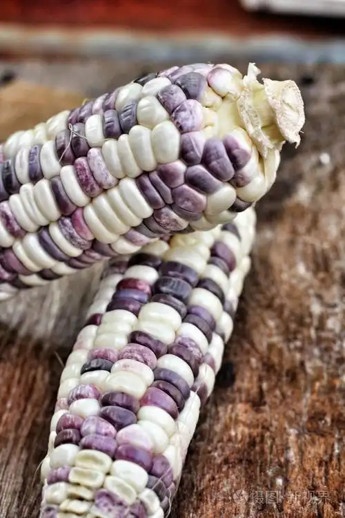 紫玉米