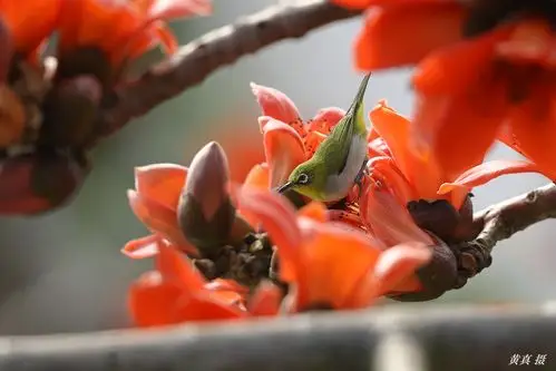 百鸟朝凤 英雄花开