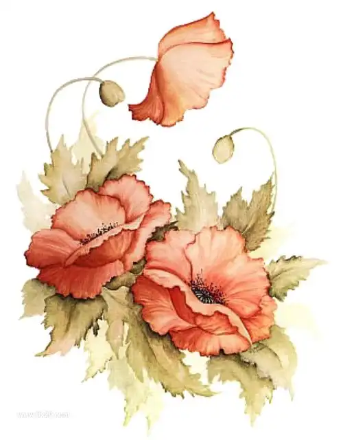 卡通手绘罂粟花花朵花卉png免抠素材